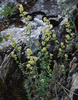 Cross-leaved Lady's Bedstraw - Photo (c) petr_kosachev, some rights reserved (CC BY-NC), uploaded by petr_kosachev