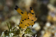 Thecacera