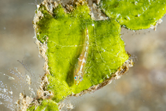 Bryaninops