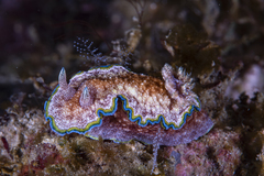 Glossodoris acosti