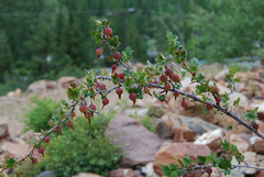 Ribes aciculare