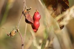 Rhynchosia acuminatifolia