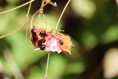 Rhynchosia acuminatifolia