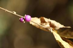 Callicarpa mollis