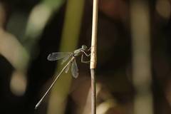 Lestes temporalis