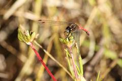 Sympetrum parvulum