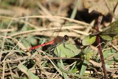 Sympetrum parvulum