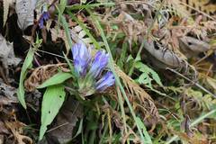 Gentiana scabra buergeri