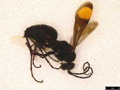 Calopompilus irritabilis