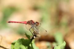 Sympetrum darwinianum