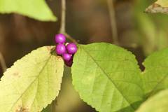 Callicarpa mollis