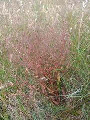 Rumex dumosus