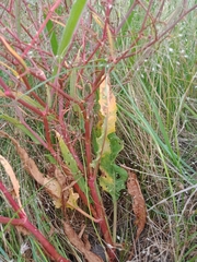 Rumex dumosus