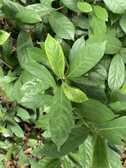 Psychotria asiatica