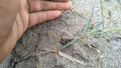 Fejervarya cancrivora