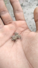 Fejervarya cancrivora