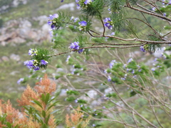 Psoralea ivumba