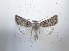 Agrotis orthogonia