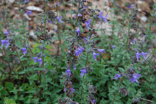 Krylov's False Catmint (Lophanthus krylovii) · iNaturalist