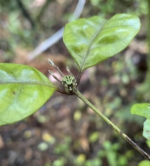 Cryptaranea atrihastula