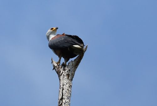 African Fish-Eagle