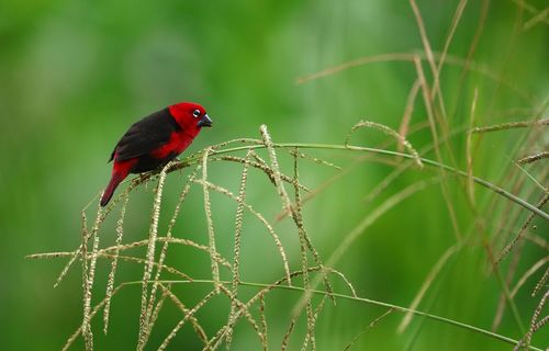 Black-bellied Seedcracker