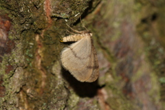 Operophtera fagata