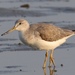 Nordmann's Greenshank - Photo (c) suchihfen, some rights reserved (CC BY-NC)