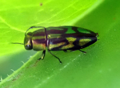 Melobasis purpurascens