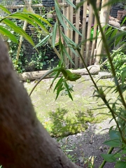 Bronchocela jubata