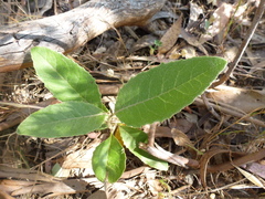 Olearia grandiflora