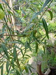 Bronchocela jubata