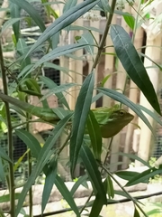 Bronchocela jubata