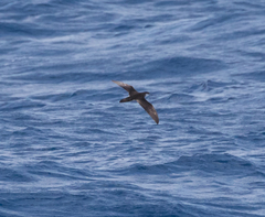 Puffinus lherminieri