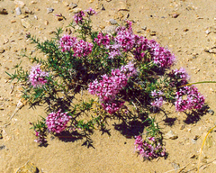 Acanthophyllum pungens