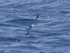 Puffinus lherminieri