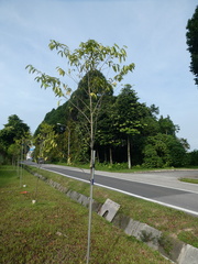 Diospyros lancifolia