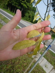 Diospyros lancifolia