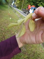 Diospyros lancifolia