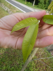 Diospyros lancifolia