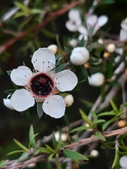 Leptospermum scoparium