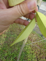 Diospyros lancifolia