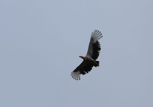 Palm-nut Vulture