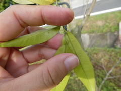 Diospyros lancifolia