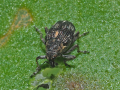 Rhinoncus perpendicularis