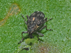 Rhinoncus perpendicularis