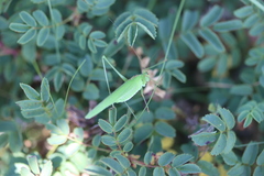 Agrotis vestigialis