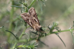 Agrotis vestigialis