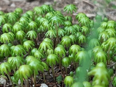 Marchantia