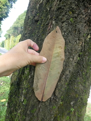 Diospyros discolor